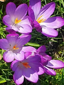 Annelies 01 Lente 1